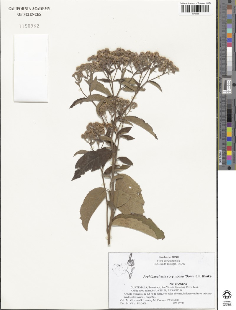 Archibaccharis corymbosa photo 4