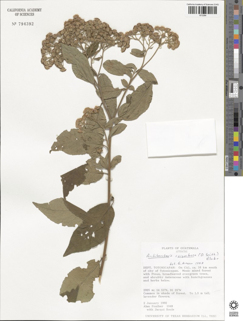 Archibaccharis corymbosa photo 5