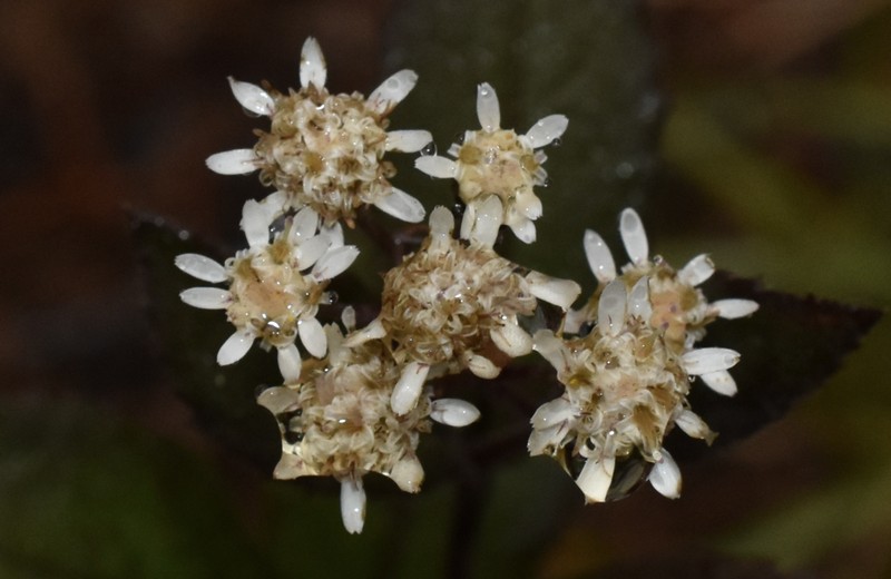 Archibaccharis corymbosa