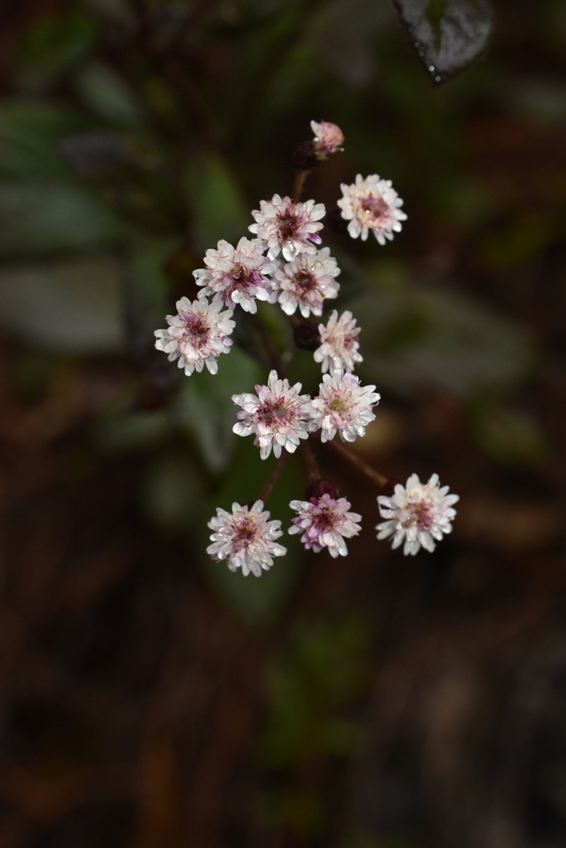 Archibaccharis corymbosa photo 2