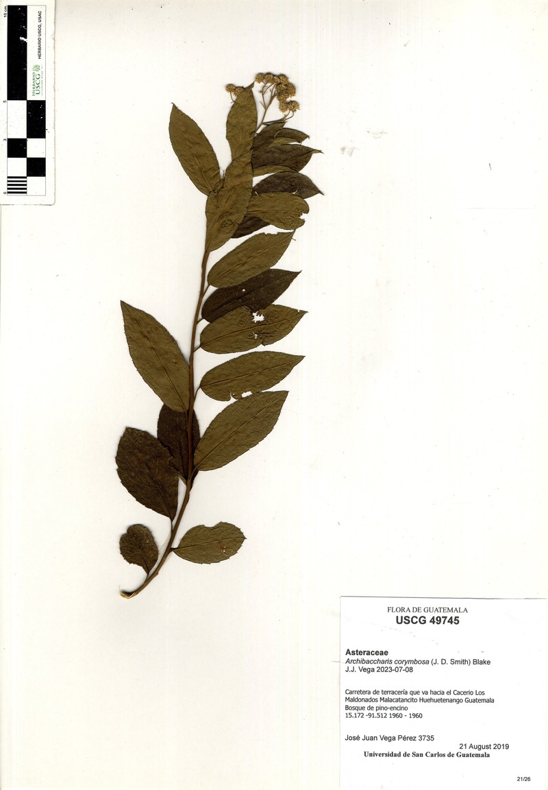 Archibaccharis corymbosa photo 3