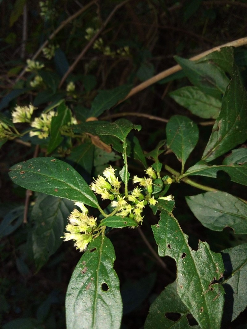 Archibaccharis flexilis