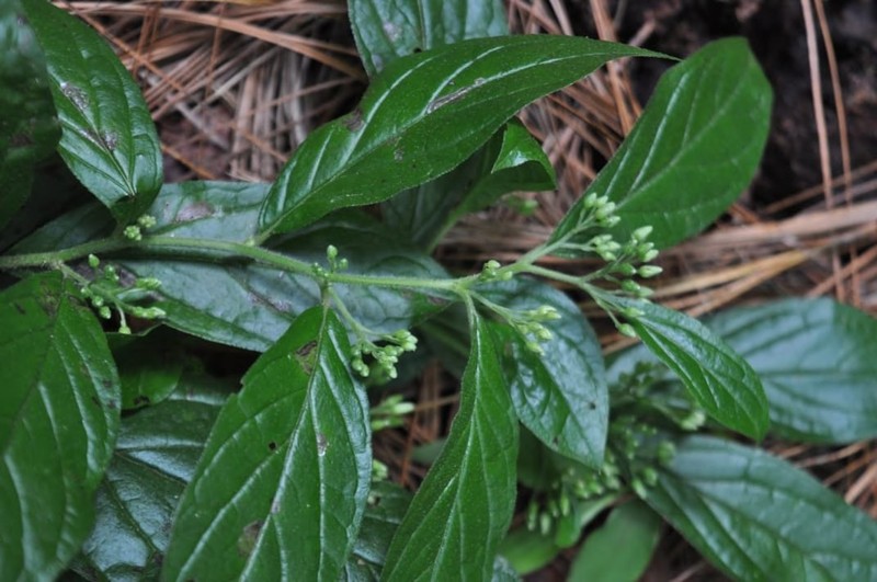 Archibaccharis flexilis photo 2
