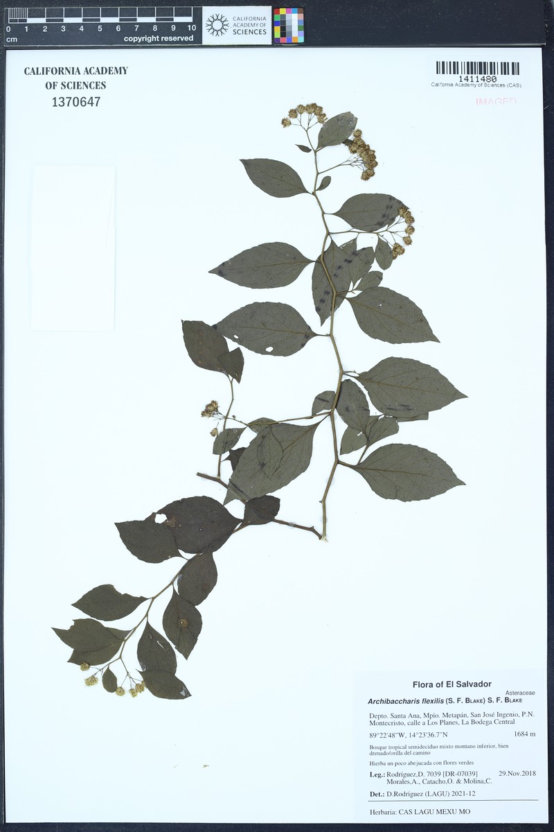 Archibaccharis flexilis