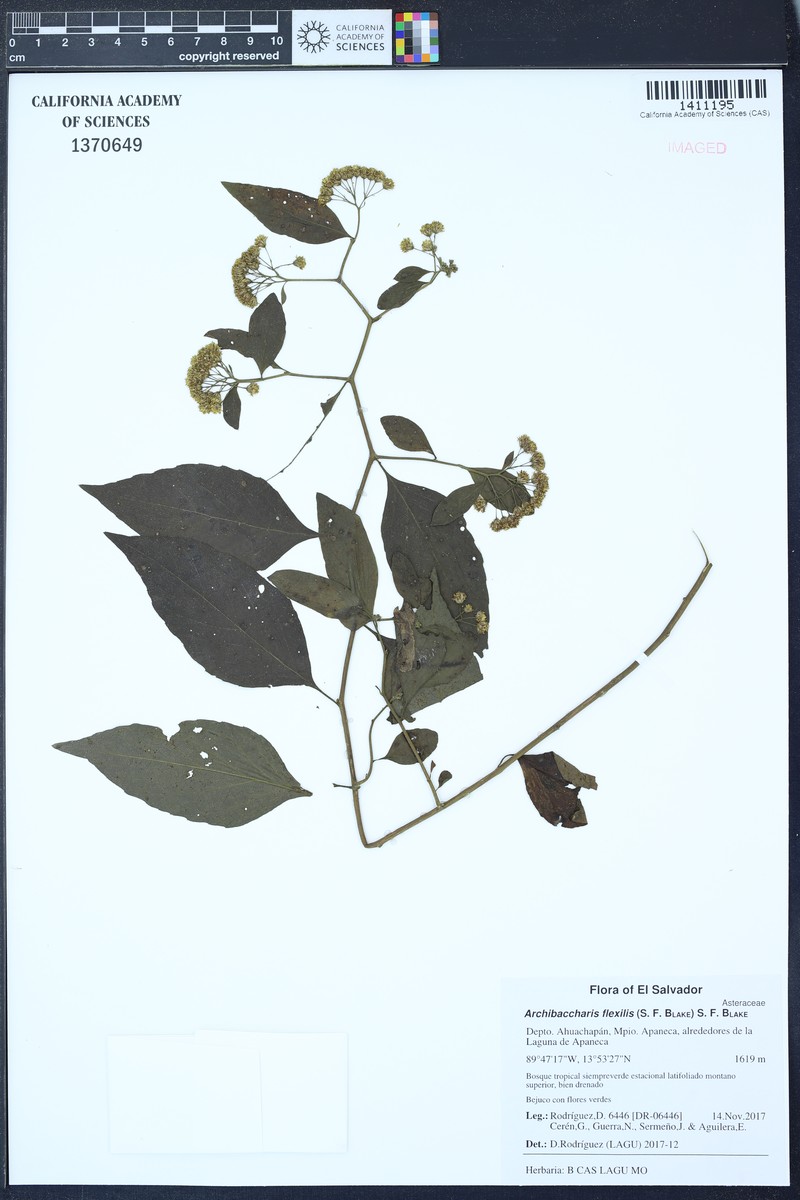 Archibaccharis flexilis photo 2