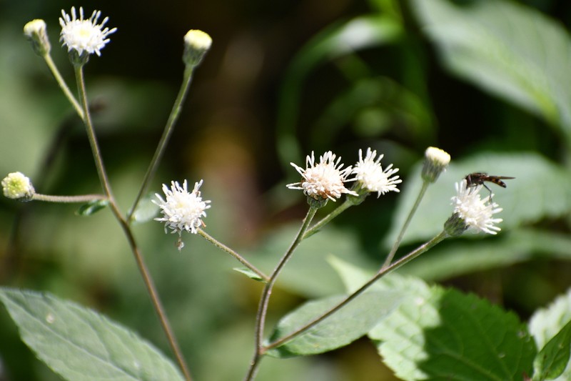 Archibaccharis hieracioides photo 2