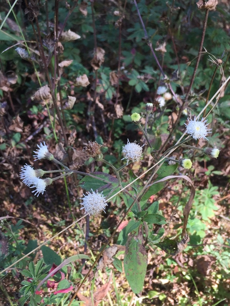 Archibaccharis hieracioides photo 3