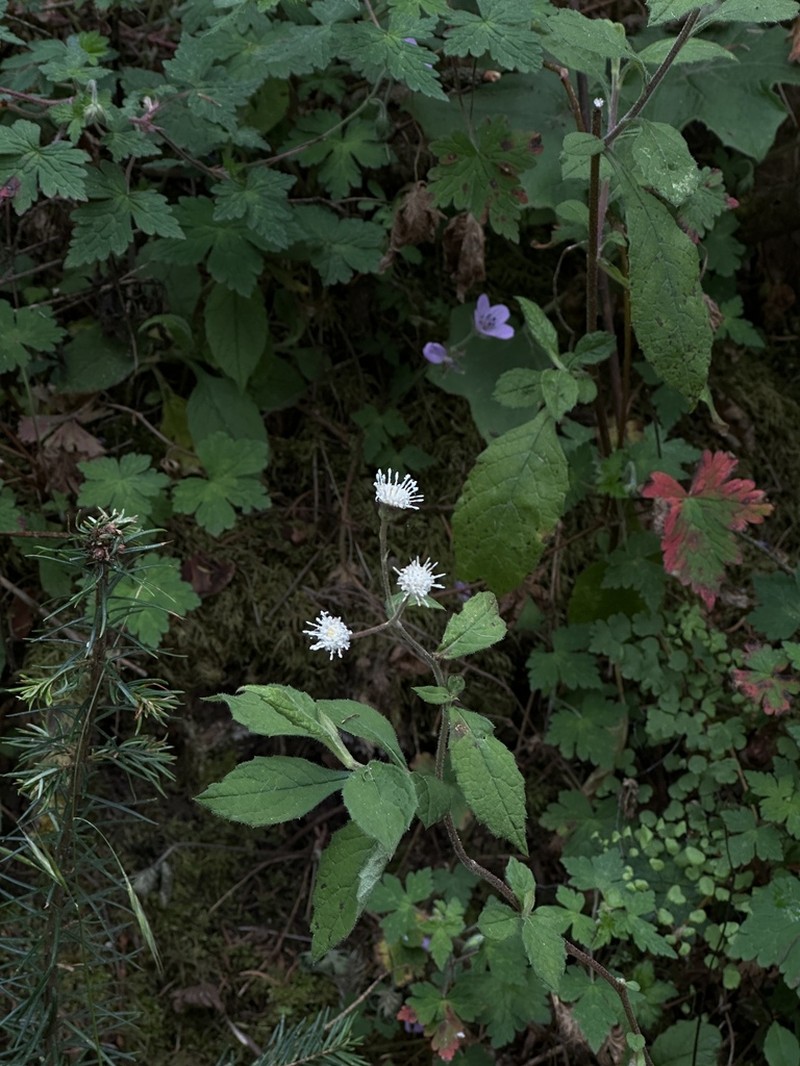 Archibaccharis hieracioides photo 4
