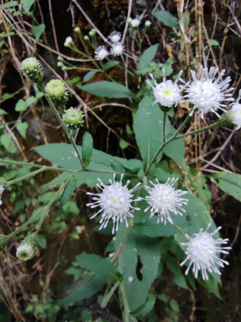 Archibaccharis hieracioides photo 5