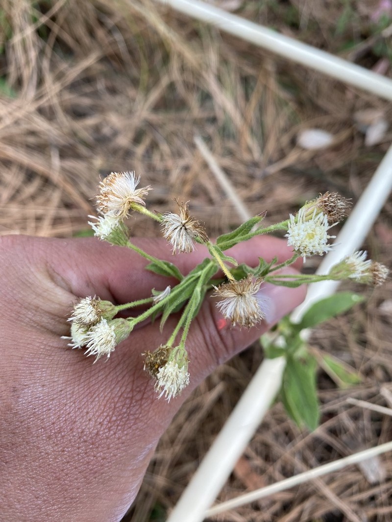 Archibaccharis hieracioides photo 6