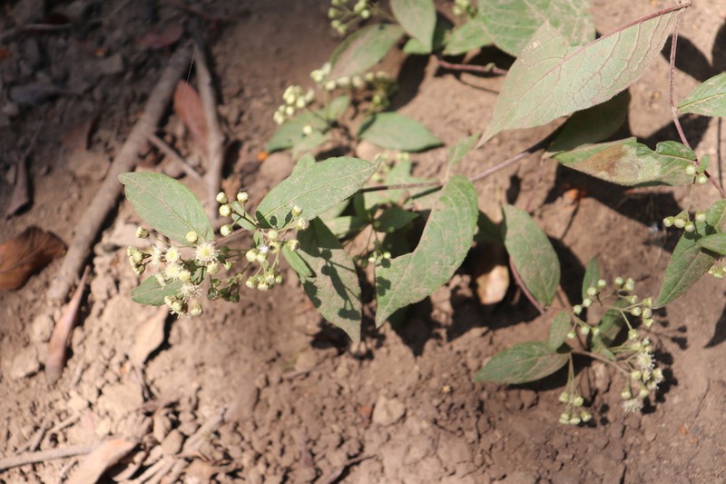 Archibaccharis hieracioides photo 7
