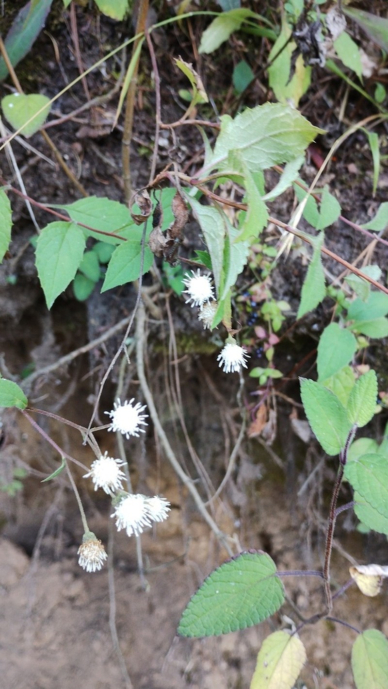 Archibaccharis hieracioides photo 8