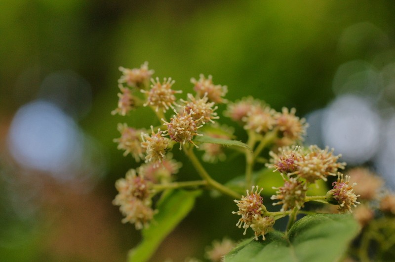 Archibaccharis hirtella