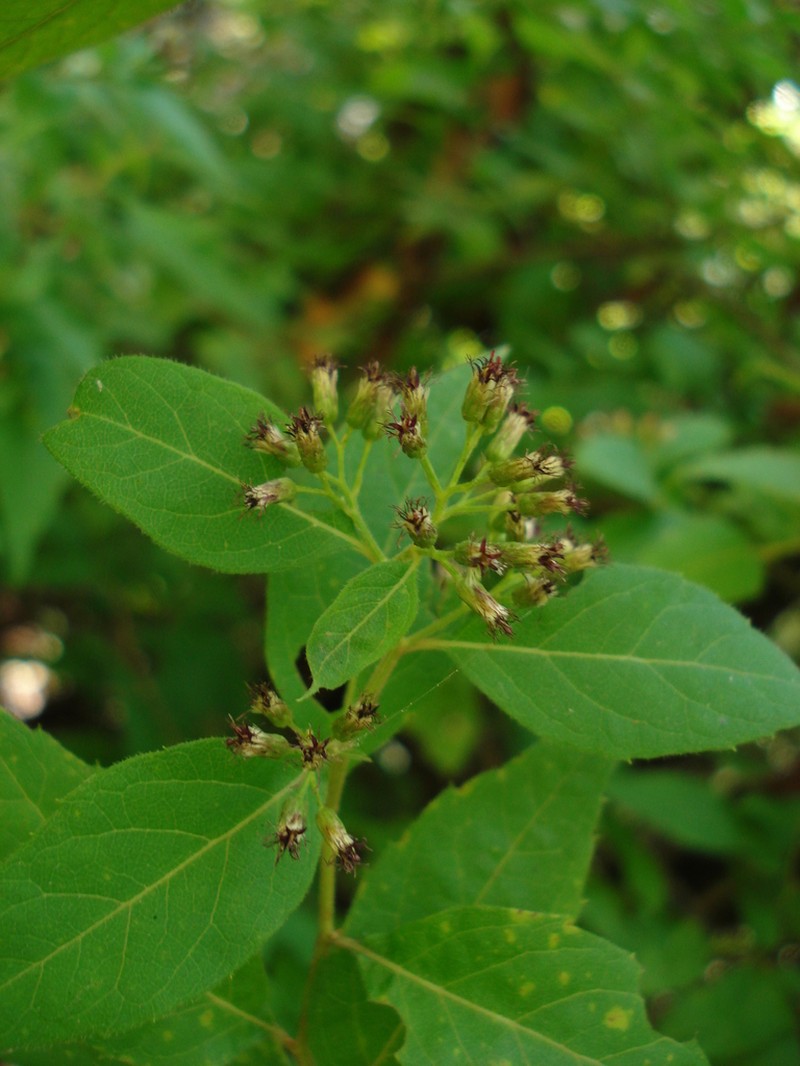 Archibaccharis hirtella photo 2
