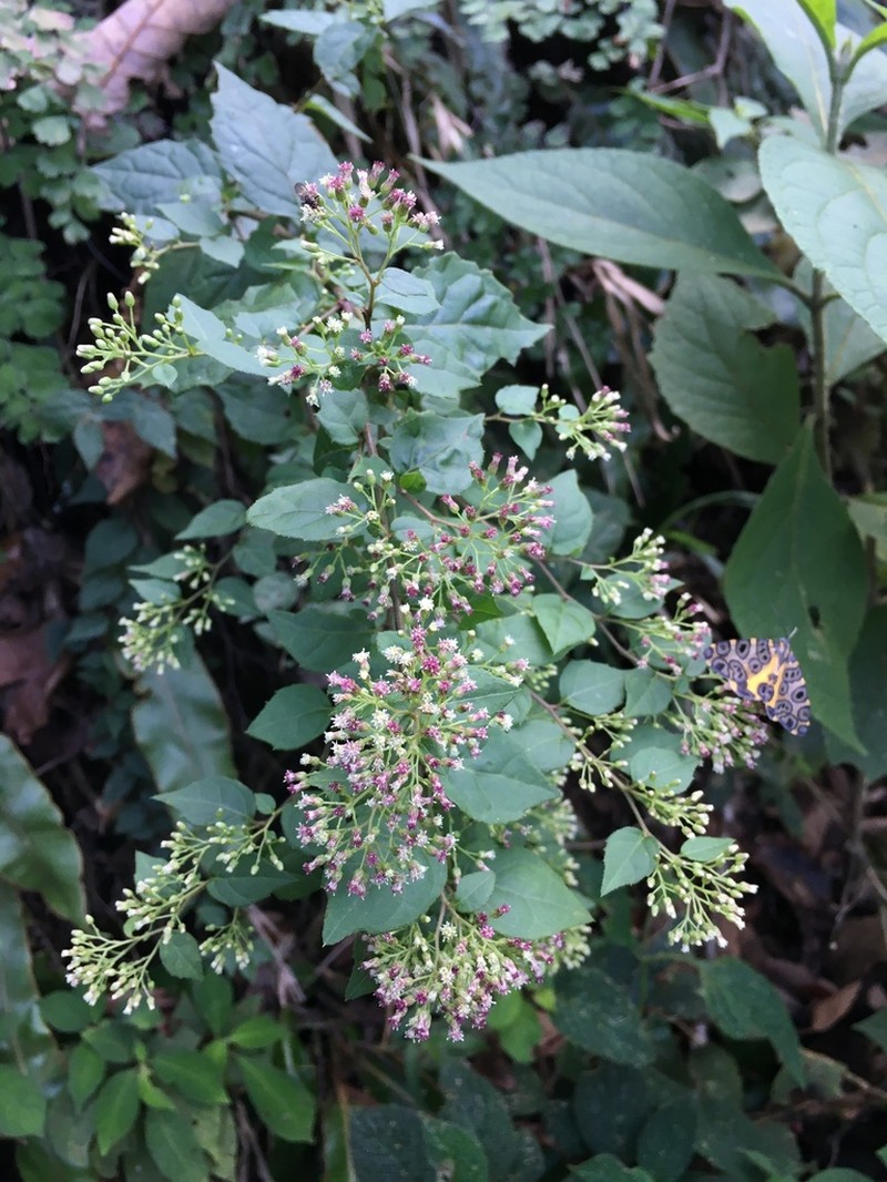 Archibaccharis hirtella photo 3