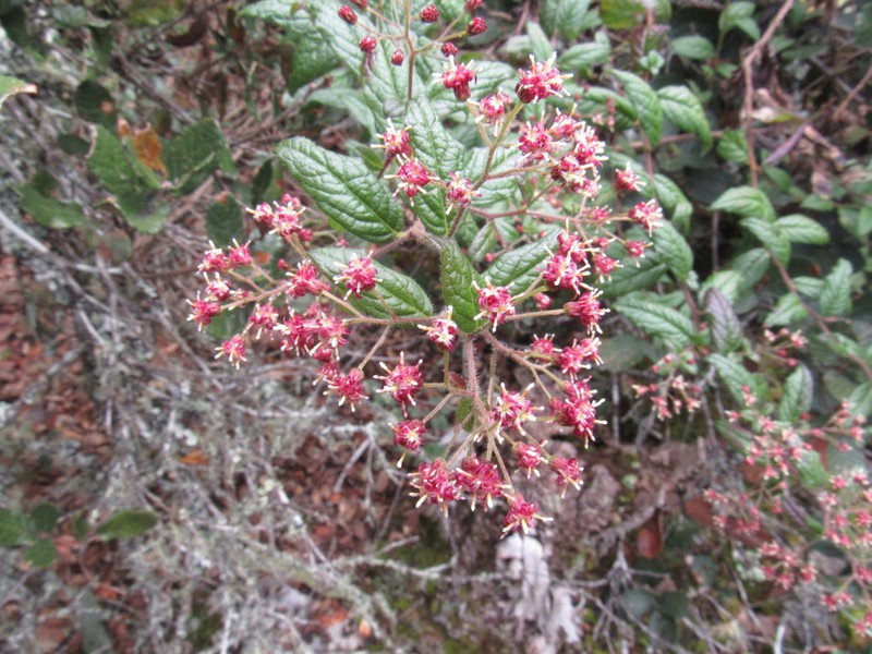 Archibaccharis hirtella photo 4