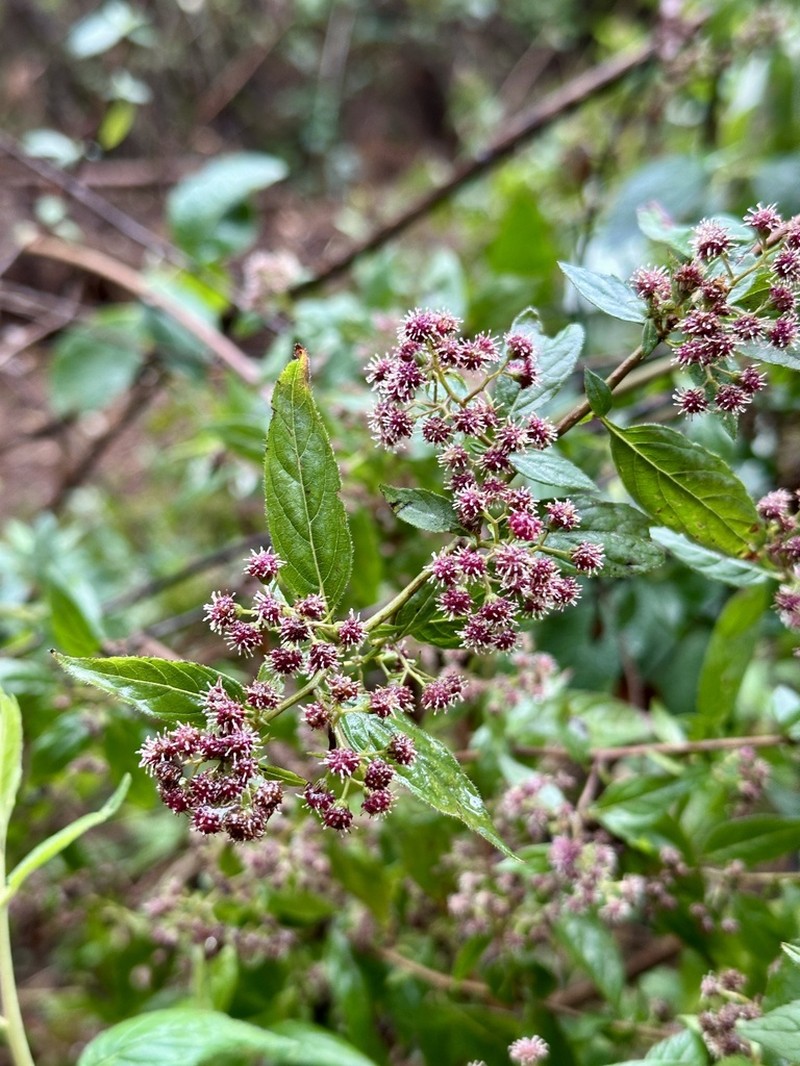 Archibaccharis hirtella photo 6
