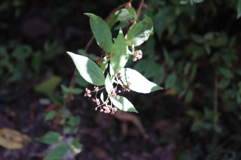 Archibaccharis hirtella photo 8