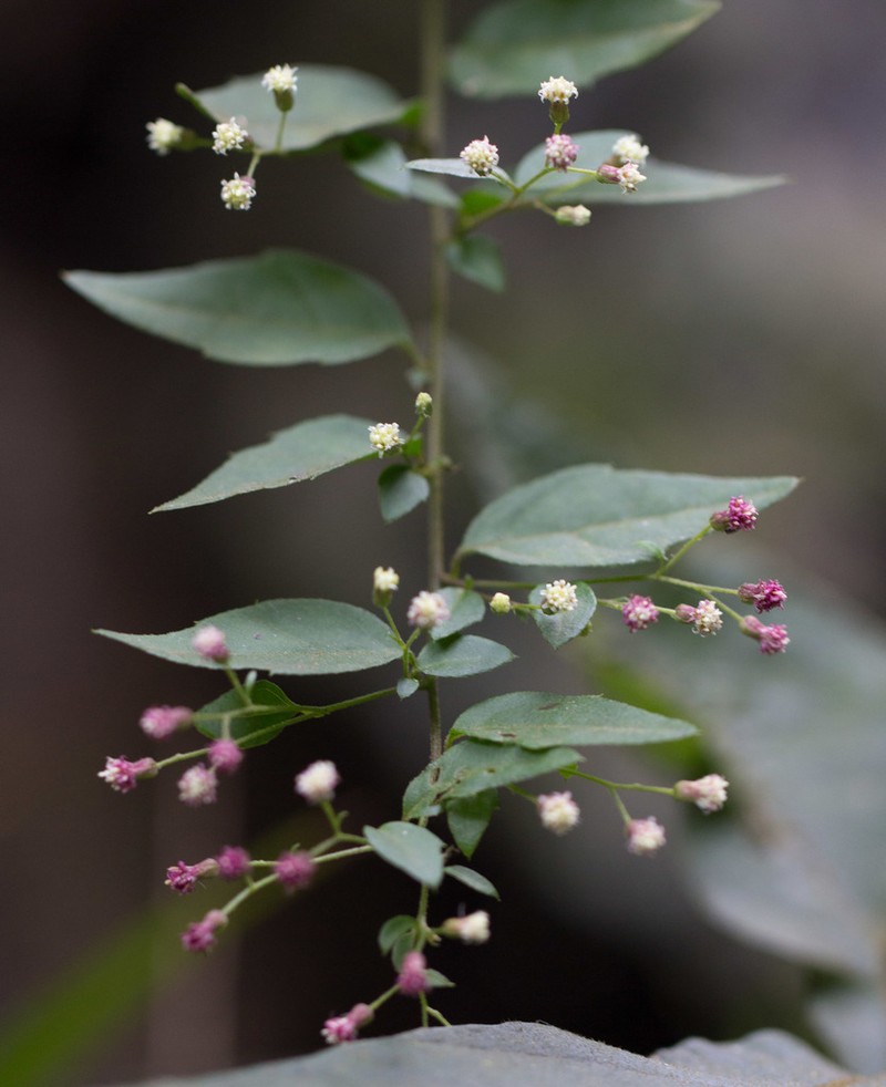 Archibaccharis intermedia