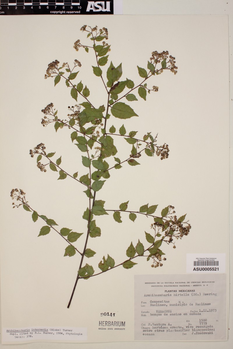 Archibaccharis intermedia photo 2