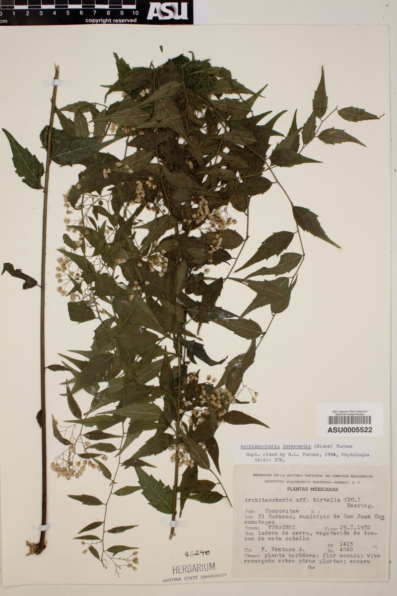 Archibaccharis intermedia photo 3