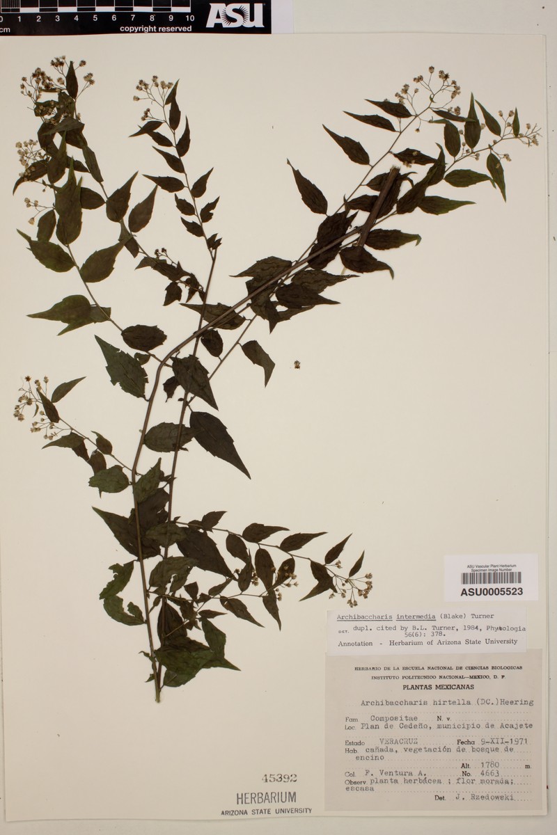 Archibaccharis intermedia photo 4