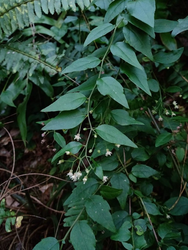 Archibaccharis intermedia photo 5
