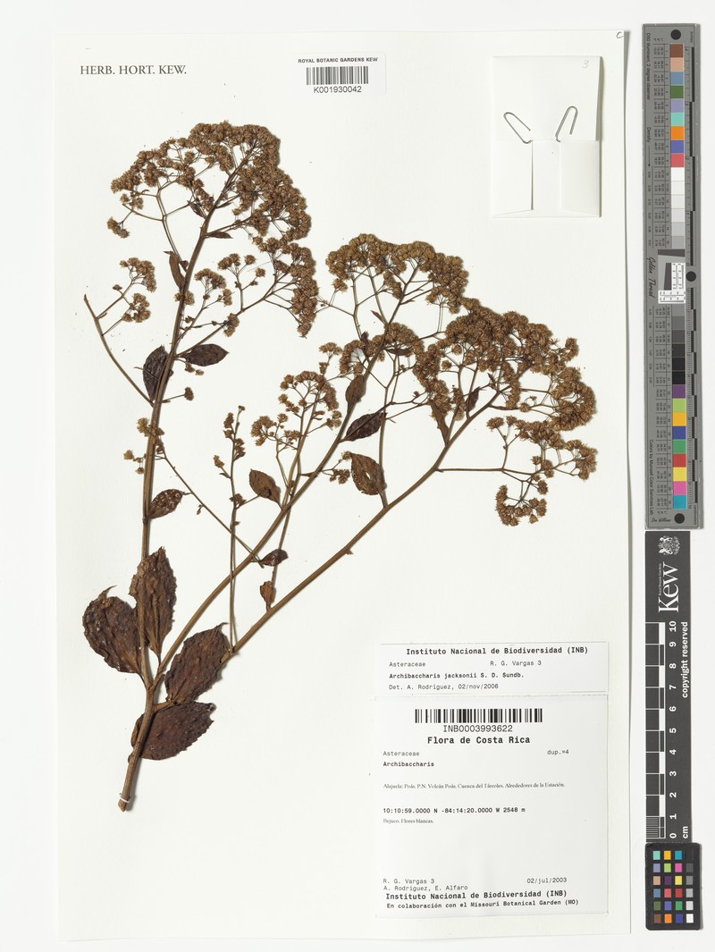 Archibaccharis jacksonii