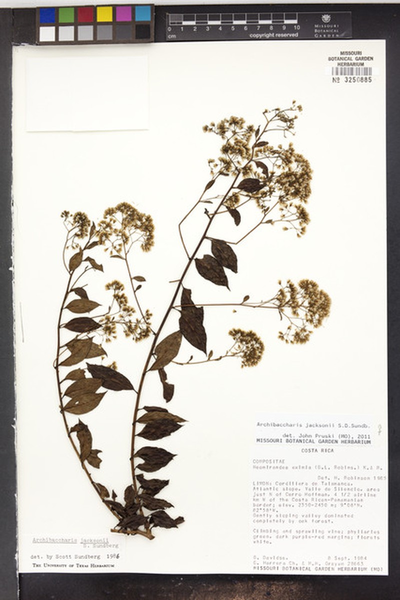 Archibaccharis jacksonii photo 2