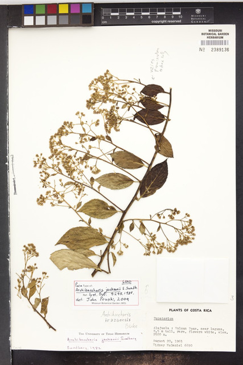 Archibaccharis jacksonii photo 3