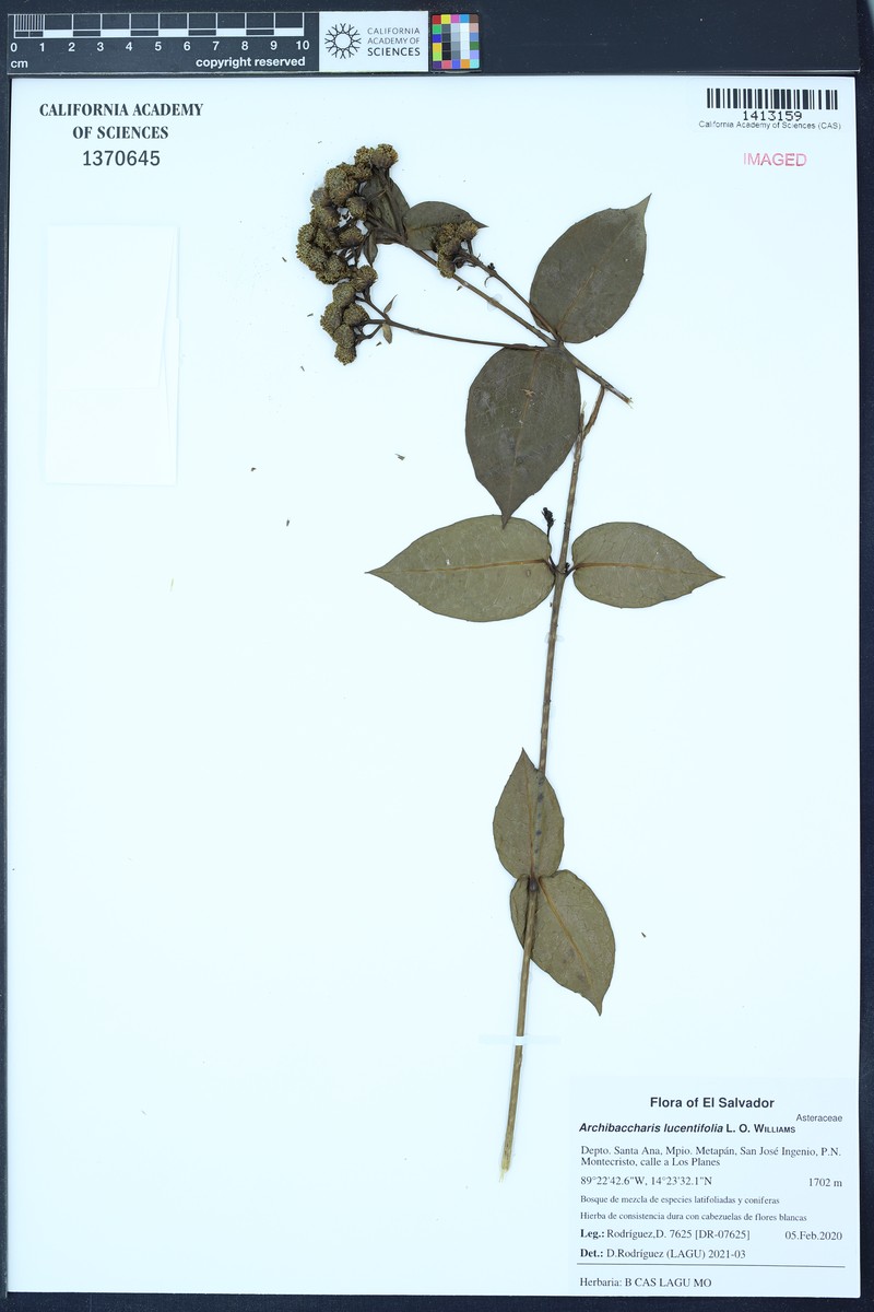 Archibaccharis lucentifolia