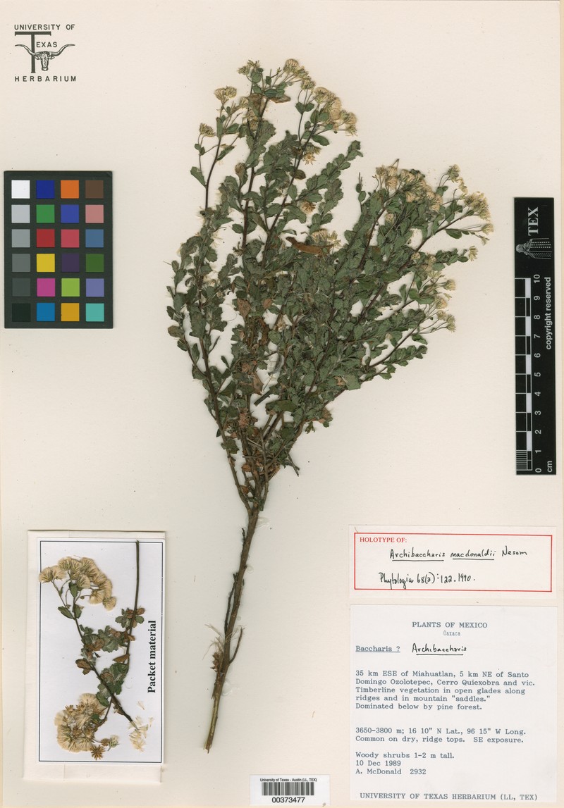 Archibaccharis macdonaldii