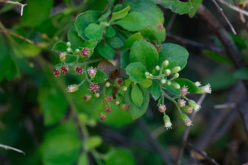 Archibaccharis peninsularis