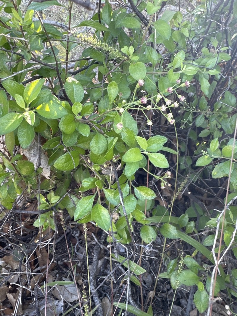 Archibaccharis peninsularis photo 2