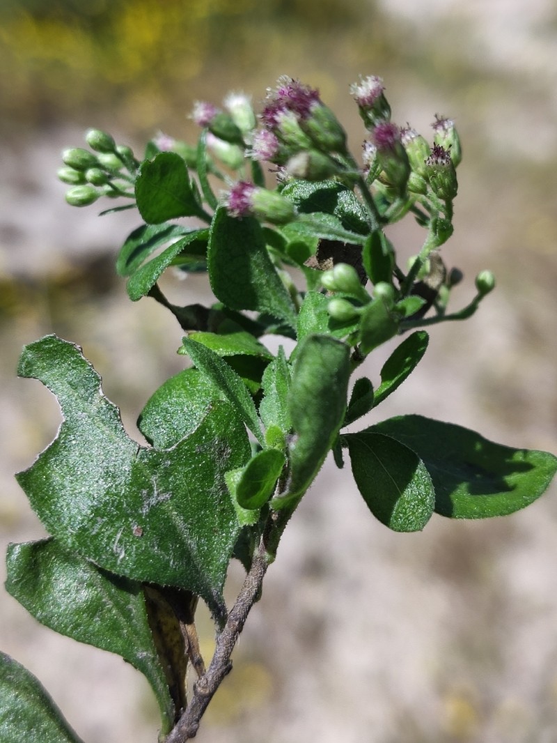 Archibaccharis peninsularis photo 4