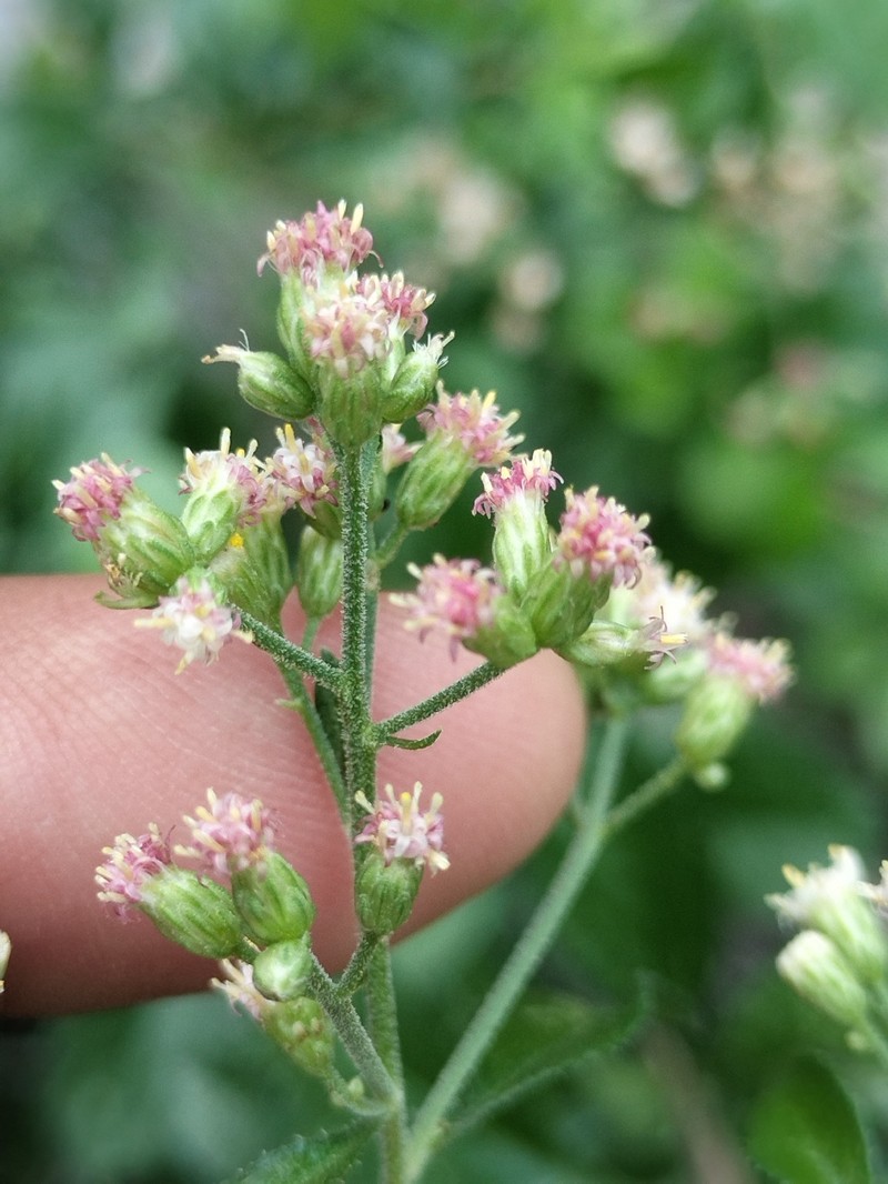 Archibaccharis peninsularis photo 8