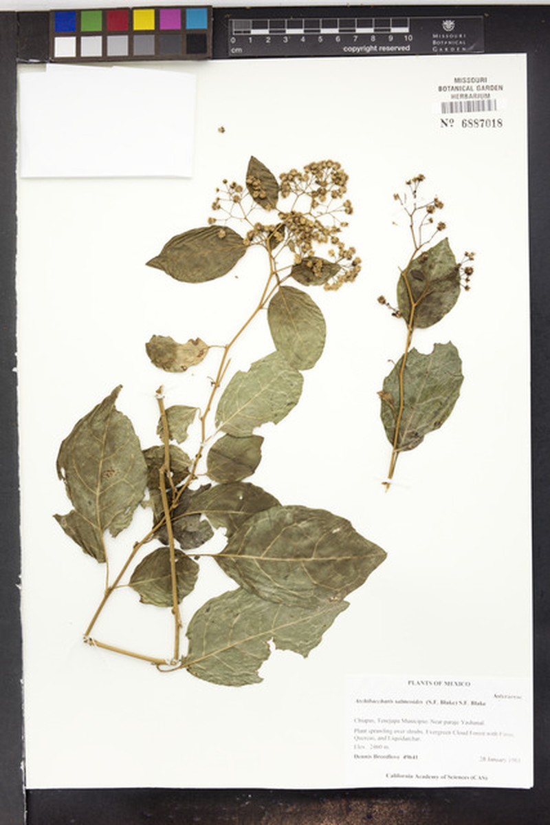 Archibaccharis salmeoides photo 3
