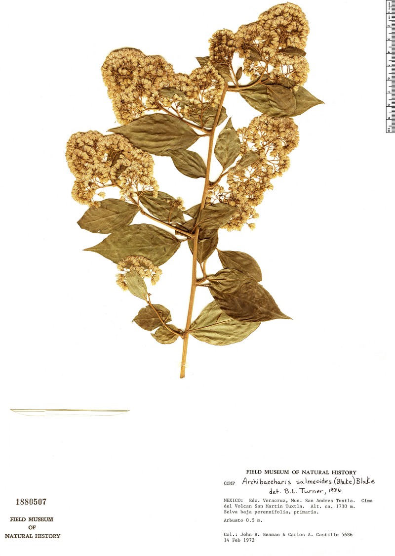 Archibaccharis salmeoides photo 4