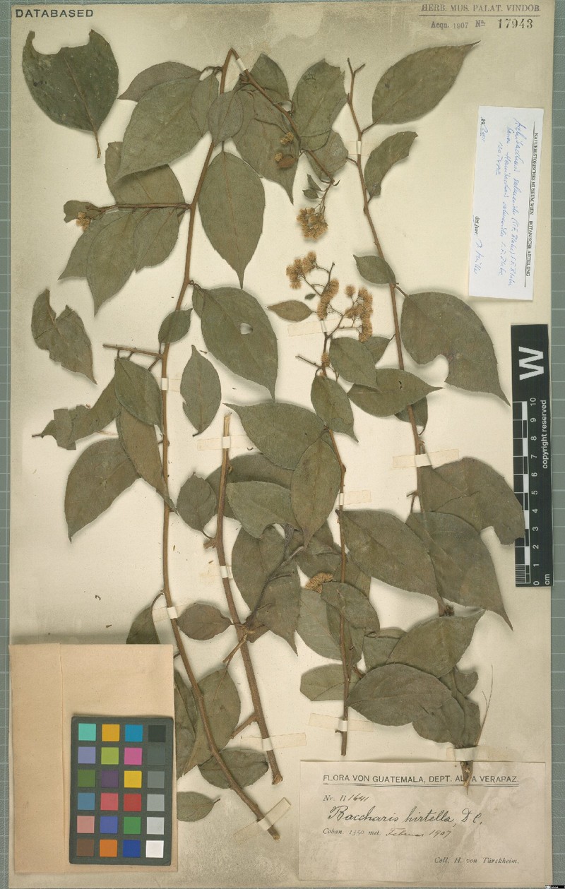 Archibaccharis salmeoides photo 5