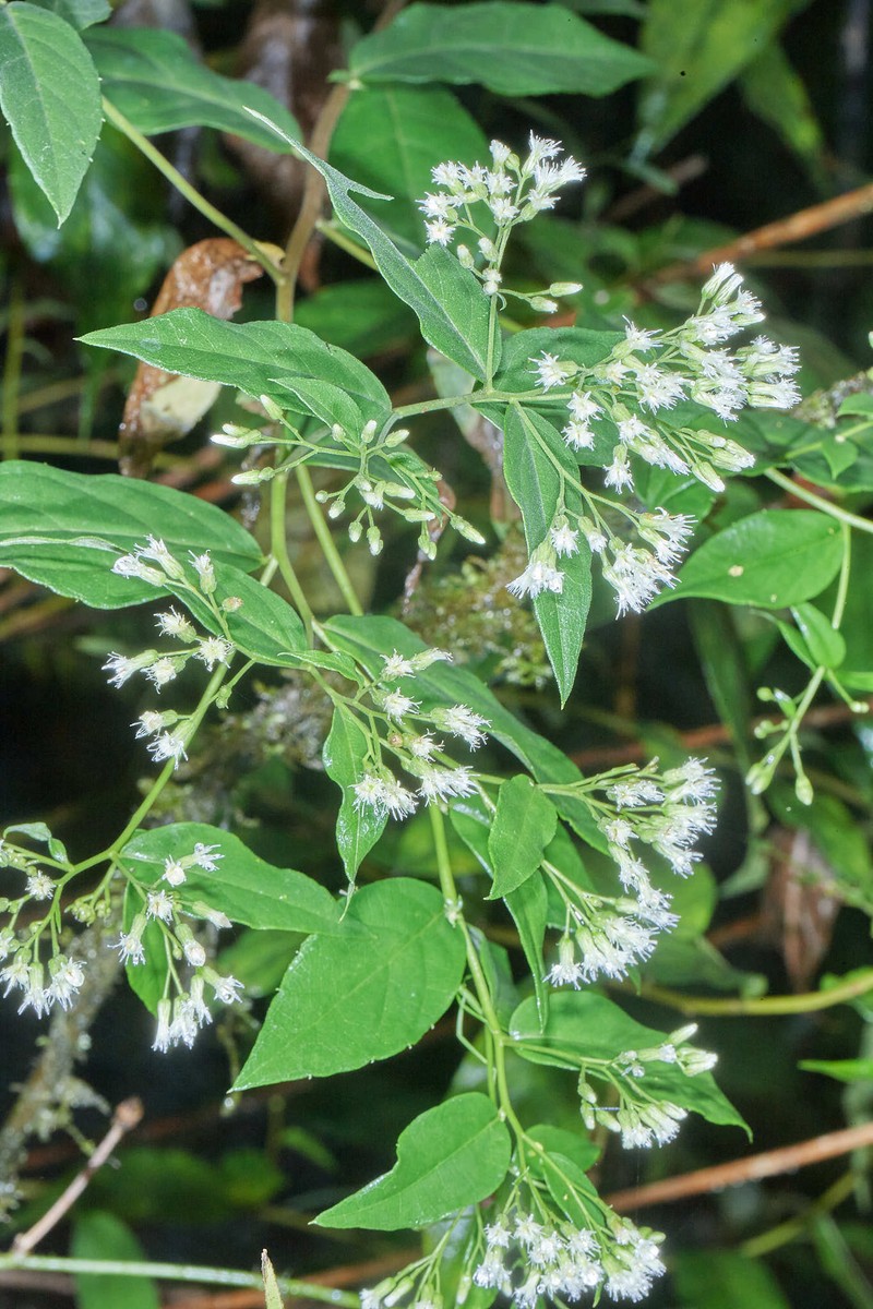 Archibaccharis salmeoides photo 2