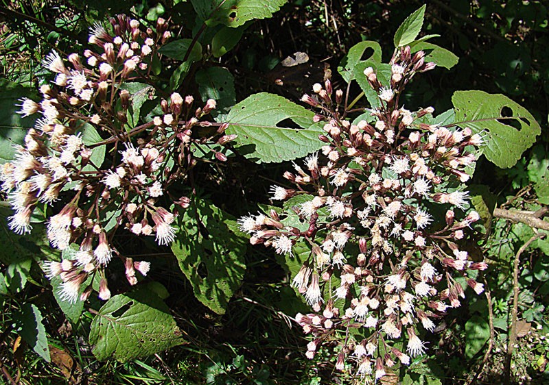 Archibaccharis schiedeana