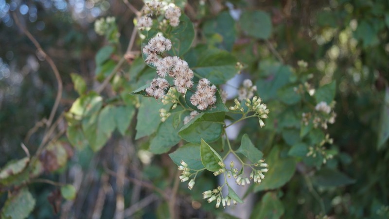 Archibaccharis schiedeana photo 2