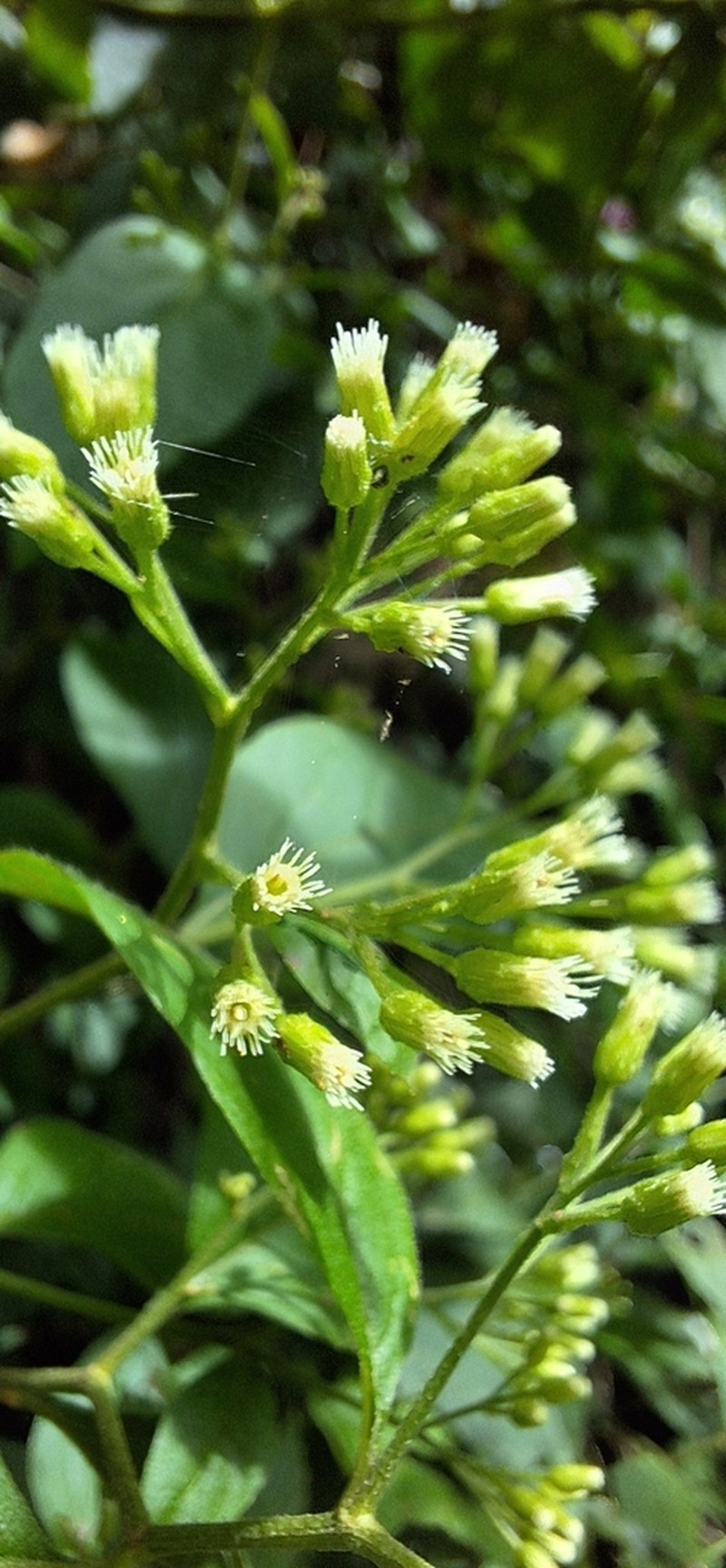 Archibaccharis schiedeana photo 5
