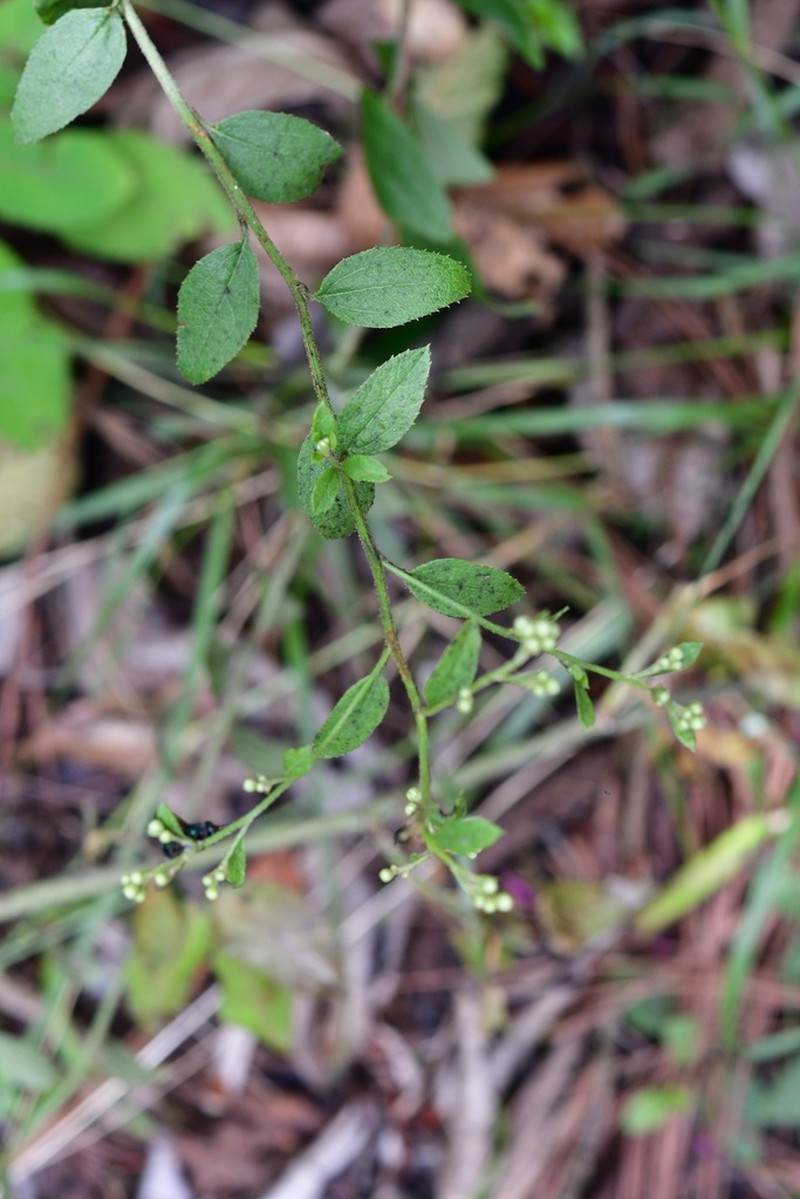 Archibaccharis serratifolia photo 2