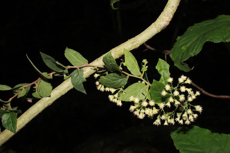 Archibaccharis serratifolia photo 3