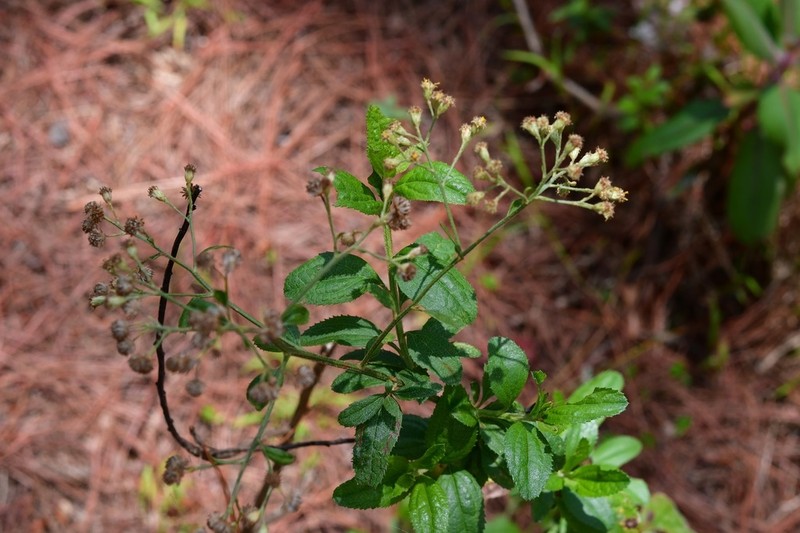 Archibaccharis serratifolia photo 4