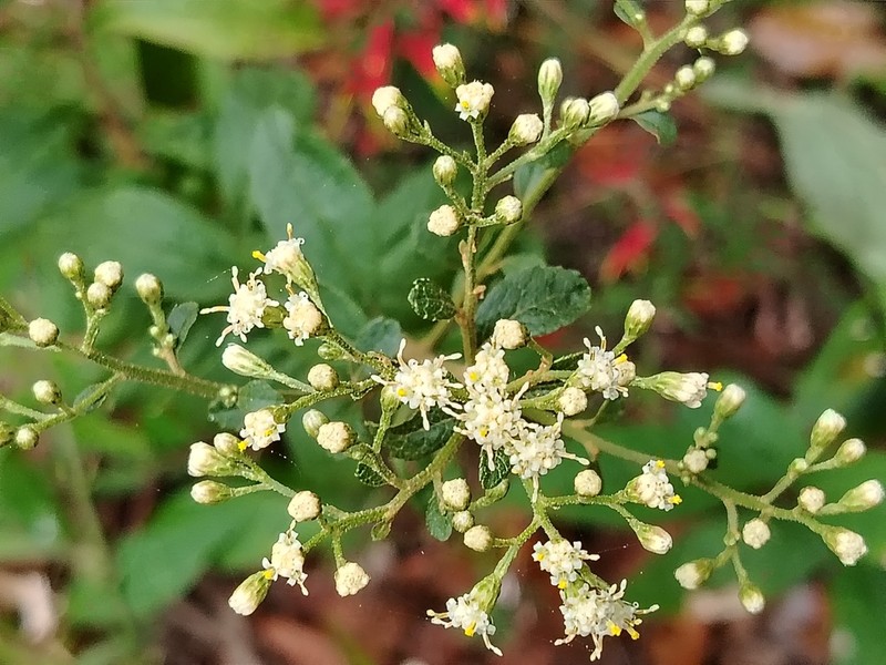 Archibaccharis serratifolia photo 5