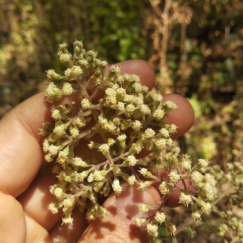 Archibaccharis serratifolia photo 6