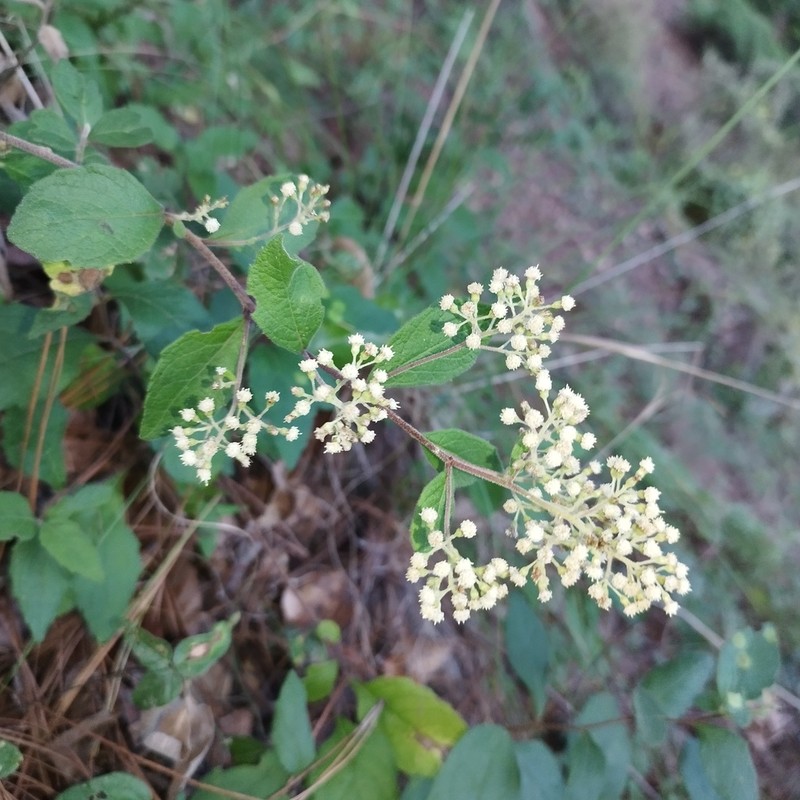 Archibaccharis serratifolia photo 7