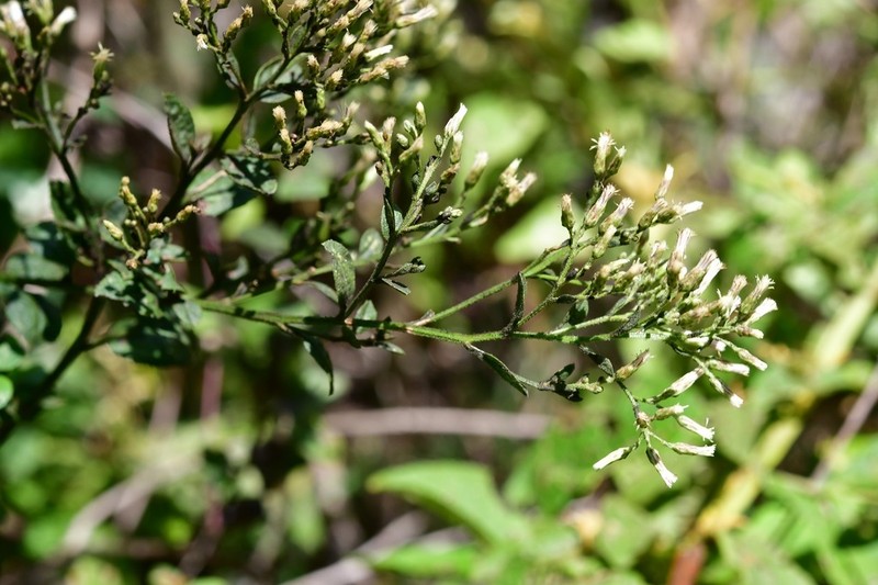 Archibaccharis serratifolia photo 8